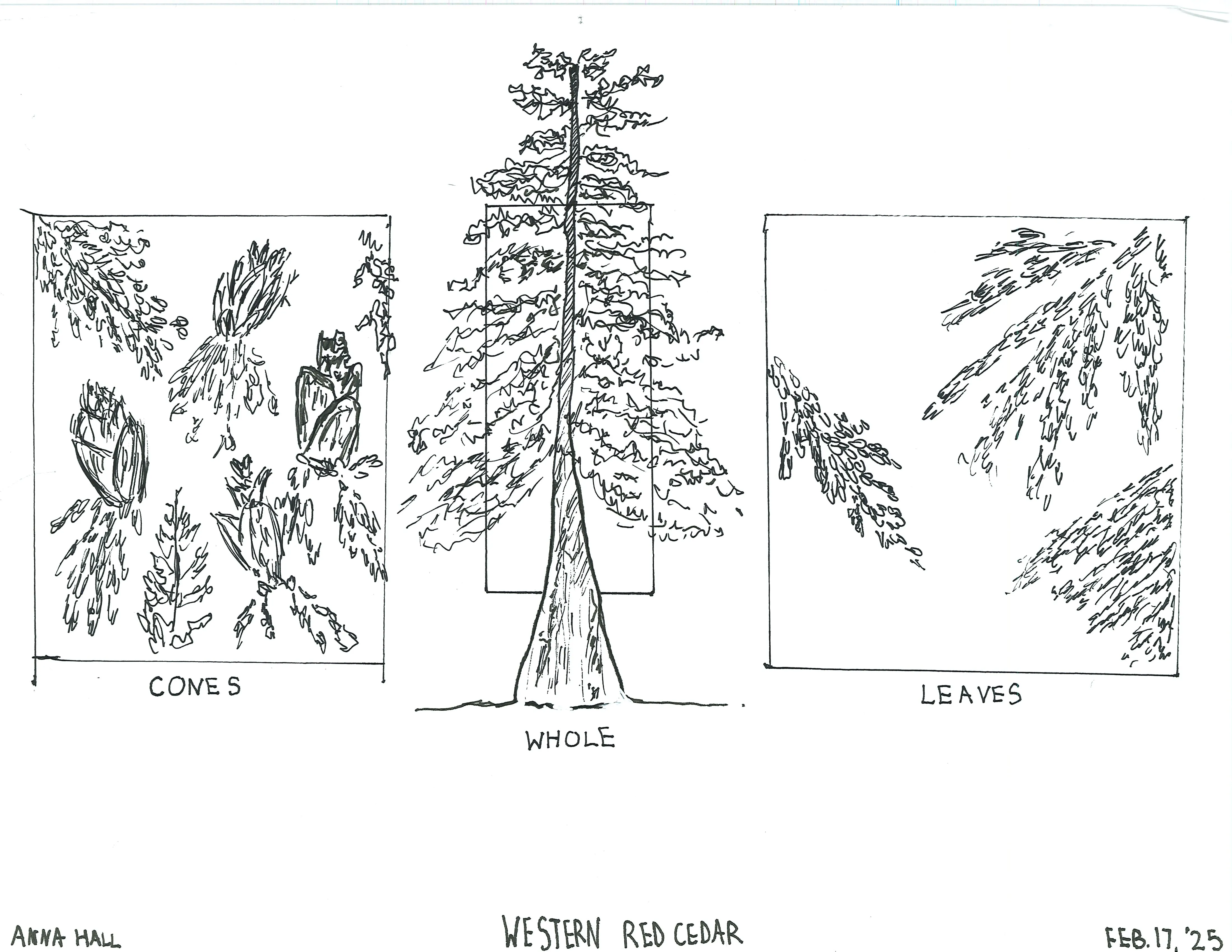 Hand-sketched western red cedar tree depicting the tree cones, entire trunk, and its delicate leaves.